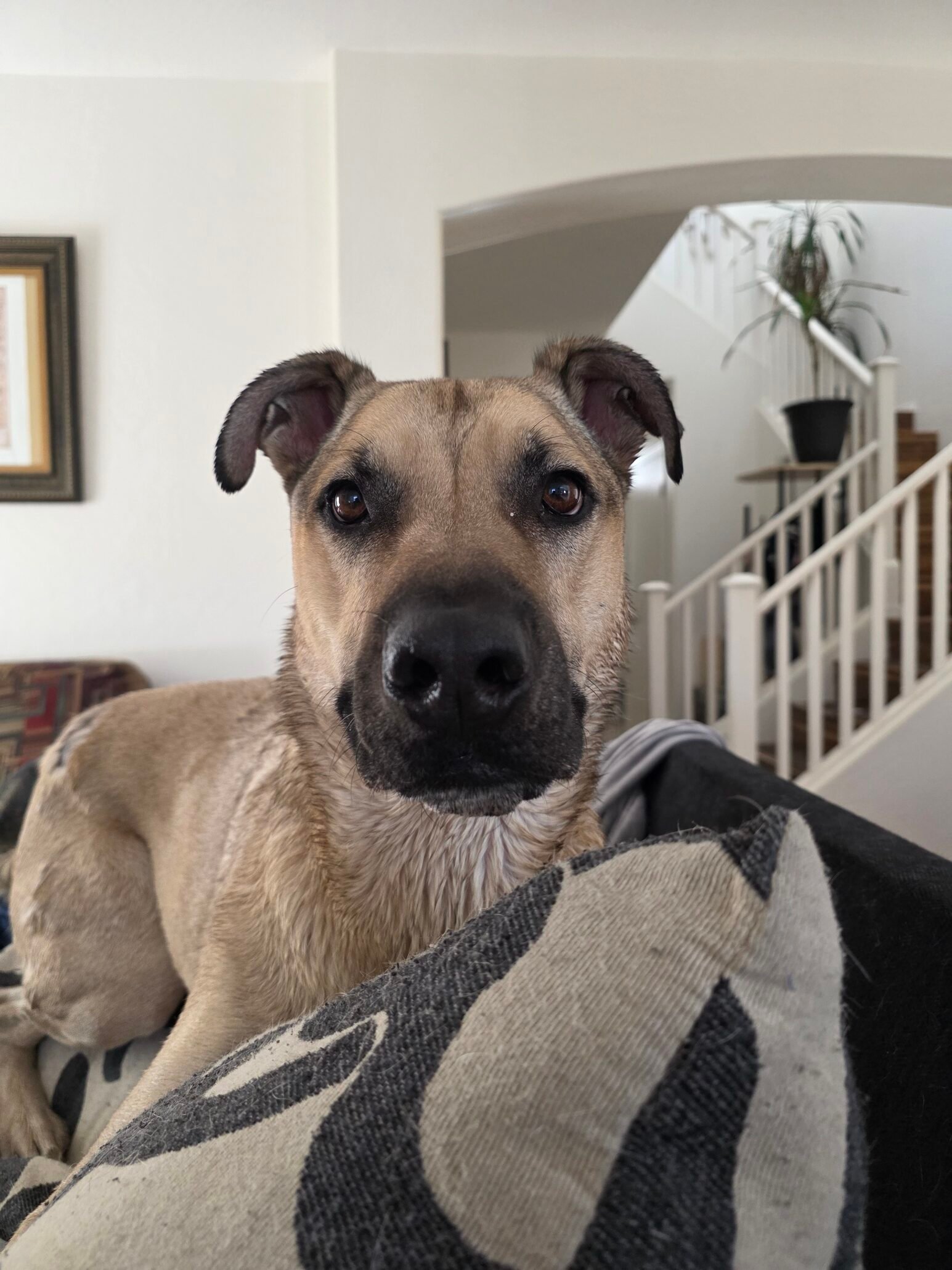 Paw Butter - Image 2